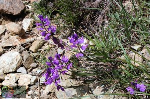 polygala nicaeensis